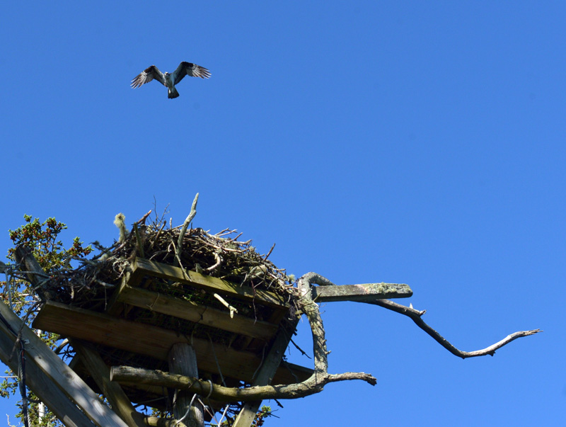 An osprey flies over its nest on Hog Island. (Paula Roberts photo)