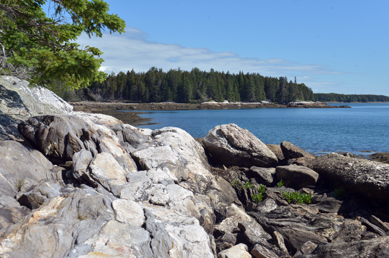 Rocks along the East Shore Trail on Hog Island. (Paula Roberts photo)