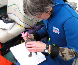 Citizen scientist, Karen Robbins, inspects a turtle found in the estuary.