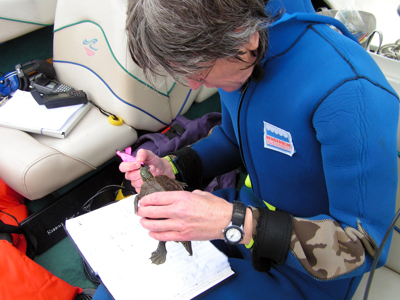 Citizen scientist, Karen Robbins, inspects a turtle found in the estuary.