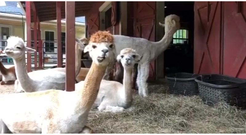 A screenshot from a video on Cape Newagen Alpaca Farm's Facebook page shows some of the farm's 21 alpacas. This year, the farm is posting live videos and photos to its social media pages rather than opening the farm to in-person visitors on Maine Open Farm Day. (Screenshot courtesy Cape Newagen Alpaca Farm)
