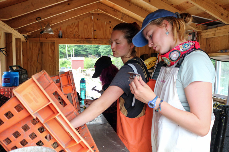 Truman Scholar Essie Martin conducts research at a Community Shellfish lobster pound in Bremen. (Photo courtesy Essie Martin)