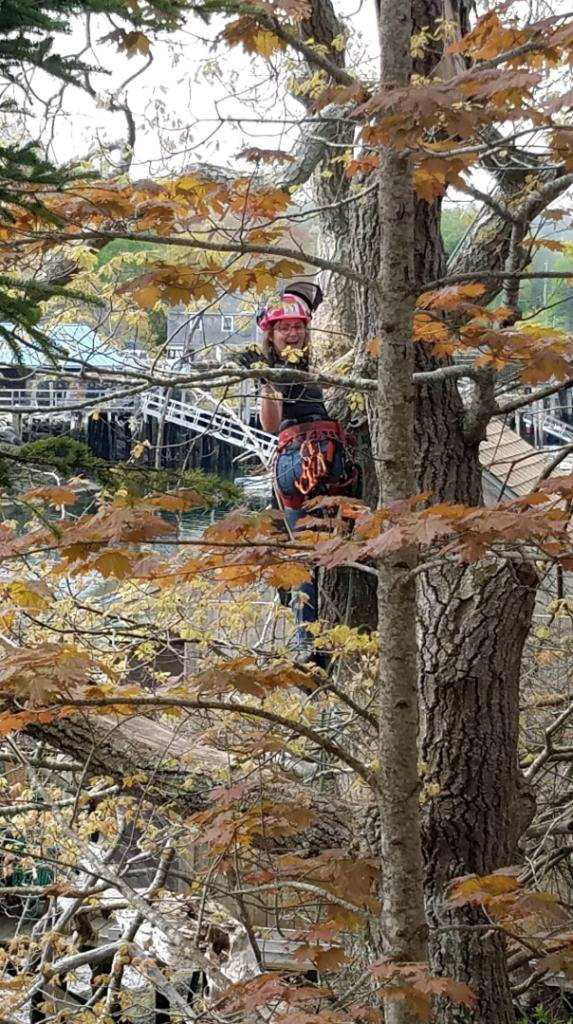 Colleen Kaplinger, of Waldoboro, climbs a tree for Five K Arborist. Kaplinger recently passed her exams to become a first-class landscape arborist and a first-class utility arborist. (Photo courtesy Dan Kaplinger)