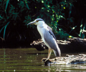 A black-crowned night-heron on a piece of driftwood. (Photo courtesy Steve Farrell, U.S. Fish and Wildlife Service)