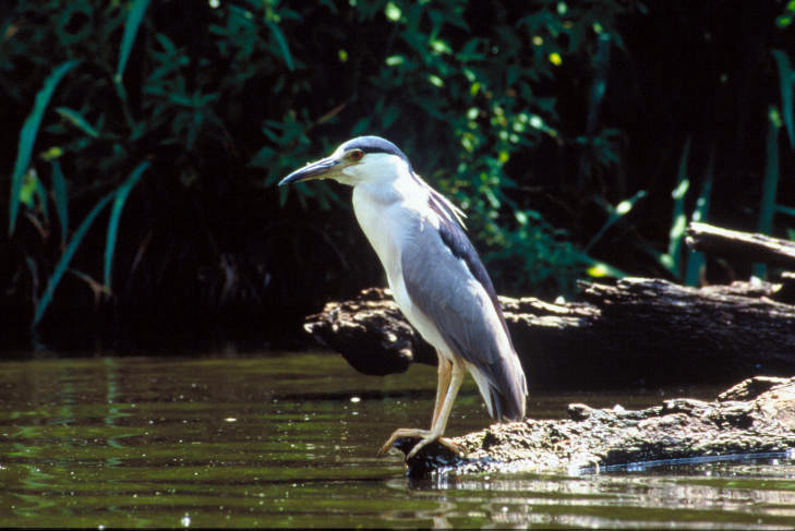 A black-crowned night-heron on a piece of driftwood. (Photo courtesy Steve Farrell, U.S. Fish and Wildlife Service)