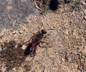 A digger wasp approaches a nest hole in South Bristol. (Photo courtesy Lee Emmons)