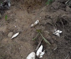 The remains of turtle egg shells are a unique and curious find. (Photo courtesy Nancy Holmes)