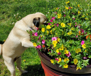 Shana York, of Newcastle, won the July #LCNme365 photo contest with a picture of her dog, Mookie Betts, admiring flowers. York will receive a $50 gift certificate to Riverside Butcher Co., the sponsor of the July contest.