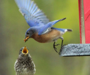 Debbie Speed's photo of a bluebird feeding its baby received the most votes to win the June #LCNme365 photo contest. Speed, of Wiscasset, will receive a $50 gift certificate to a local business courtesy of Maine Septic Solution, the sponsor of the June contest.