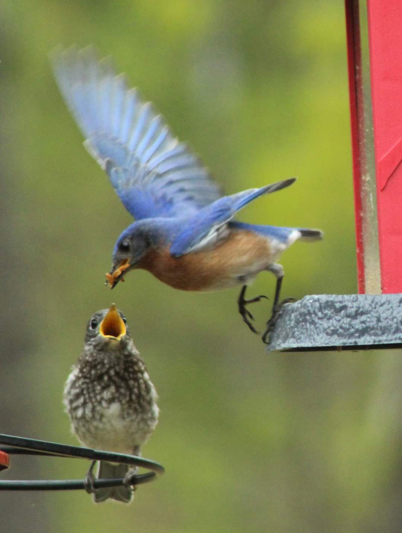 Debbie Speed's photo of a bluebird feeding its baby received the most votes to win the June #LCNme365 photo contest. Speed, of Wiscasset, will receive a $50 gift certificate to a local business courtesy of Maine Septic Solution, the sponsor of the June contest.
