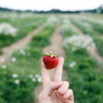 Organic Strawberry ‘U-Pick’