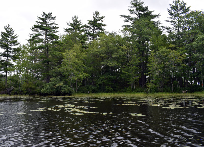 Damariscotta Lake's western shore, across from Camp Kieve. The site was one of five where a local scientist took water samples to study cyanobacteria in the lake Saturday, Aug. 15. (Evan Houk photo)