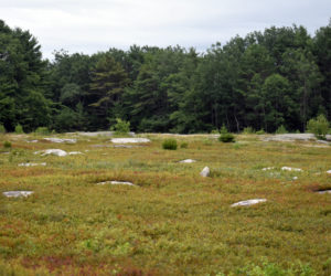 Blueberry fields at Quarry Hill Preserve in Waldoboro. (Alexander Violo photo)