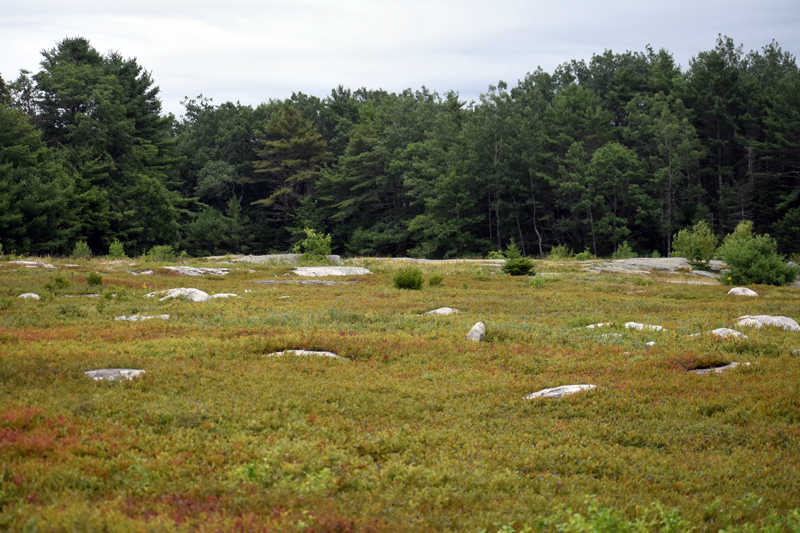 Blueberry fields at Quarry Hill Preserve in Waldoboro. (Alexander Violo photo)