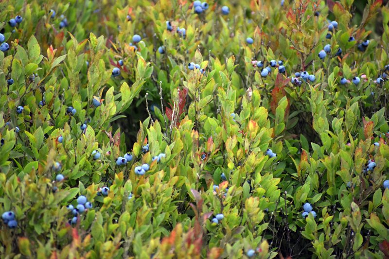 Blueberries grow on the 320-acre Quarry Hill property in Waldoboro. (Alexander Violo photo)