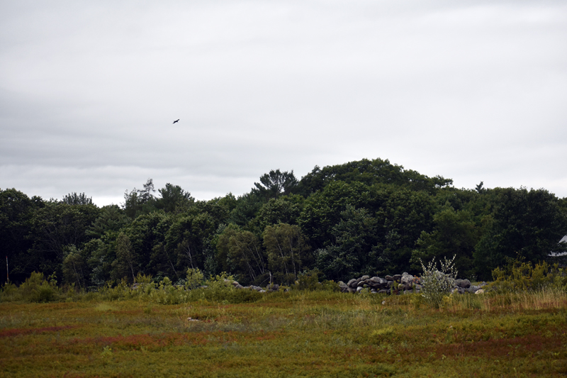 Waldoboro may forgo any future lease of its Quarry Hill blueberry fields and instead allow the public to pick blueberries there. (Alexander Violo photo)