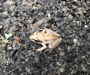 A wood frog in a garden. (Photo courtesy Lee Emmons)