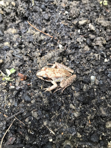 A wood frog in a garden. (Photo courtesy Lee Emmons)