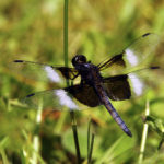 Damselflies, Dragonflies Webinar