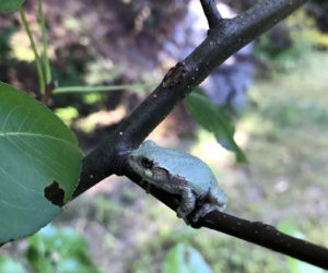 A gray treefrog tucked into a pear tree in Newcastle. (Photo courtesy Lee Emmons)