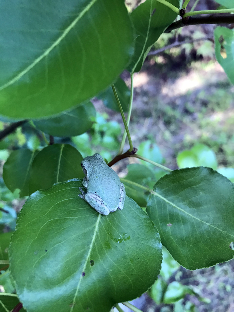 A gray treefrog rests on a leaf of a pear tree in Newcastle. (Photo courtesy Lee Emmons)