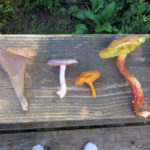 Mushroom Identification Class Offered