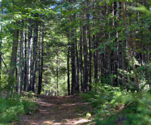 Tall Pine Trail in the West Woods Trails in Sortwell Memorial Forest, part of the Wiscasset Community Trails system. (Paula Roberts photo)