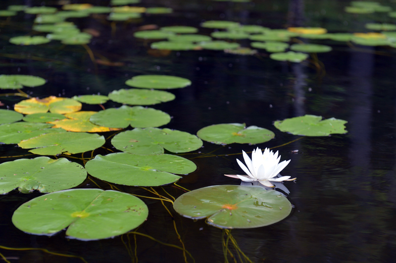 Lily and pads in Knickerbocker Lake. (Paula Roberts photo)