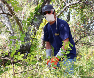 Trail volunteer Lee Schiller clears Asiatic bittersweet and multiflora rose vines from an apple tree. (Photo courtesy Kris Christine)