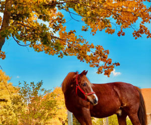Brooke Alley, of Wiscasset, won the October #LCNme365 photo contest with this picture of her horse, Camelot. Alley will receive a $50 gift certificate to the Damariscotta River Grill courtesy of Newcastle Realty, the sponsor of the October contest.