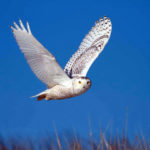 Mid-Coast Audubon Presents ‘State of the Birds’