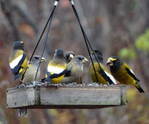 Evening grosbeaks share a communal meal at a Lincoln County feeder. (Photo courtesy Jennifer Duncan)