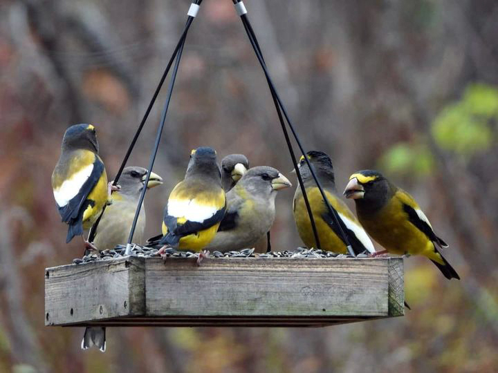 Evening grosbeaks share a communal meal at a Lincoln County feeder. (Photo courtesy Jennifer Duncan)