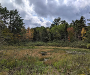 Wetlands on the Alna property donated by Roland Barth.