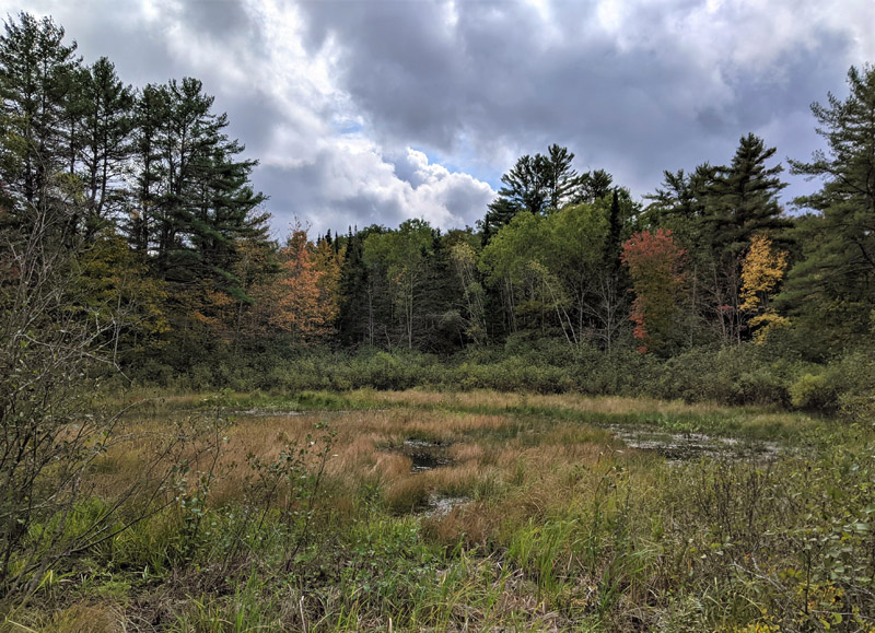 Wetlands on the Alna property donated by Roland Barth.