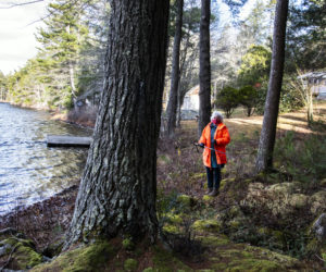 Mary Berger stands within the boundaries of the Weston Memorial Spring property in Bremen on Nov. 18. The Bremen Conservation Commission says the strip of town-owned land serves as a natural buffer that filters stormwater runoff from adjacent properties into Biscay Pond. (Bisi Cameron Yee photo)