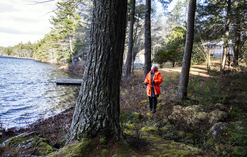 Mary Berger stands within the boundaries of the Weston Memorial Spring property in Bremen on Nov. 18. The Bremen Conservation Commission says the strip of town-owned land serves as a natural buffer that filters stormwater runoff from adjacent properties into Biscay Pond. (Bisi Cameron Yee photo)