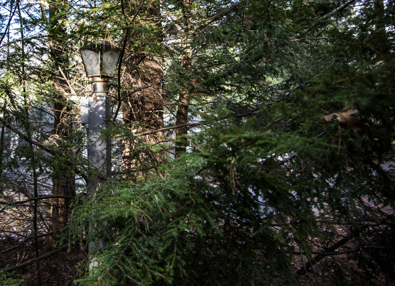 An overgrown lamppost stands near the Weston Memorial Spring in Bremen on Nov. 18. The property was donated to the town in 1926 "so that said spring and land surrounding and leading to it may always be open and free to the use of the public," according to the deed. (Bisi Cameron Yee photo)