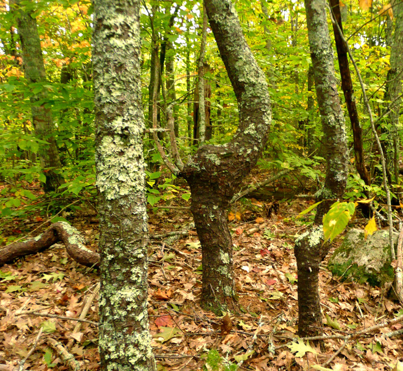 Crooked trees. (Photo courtesy Nancy Holmes)