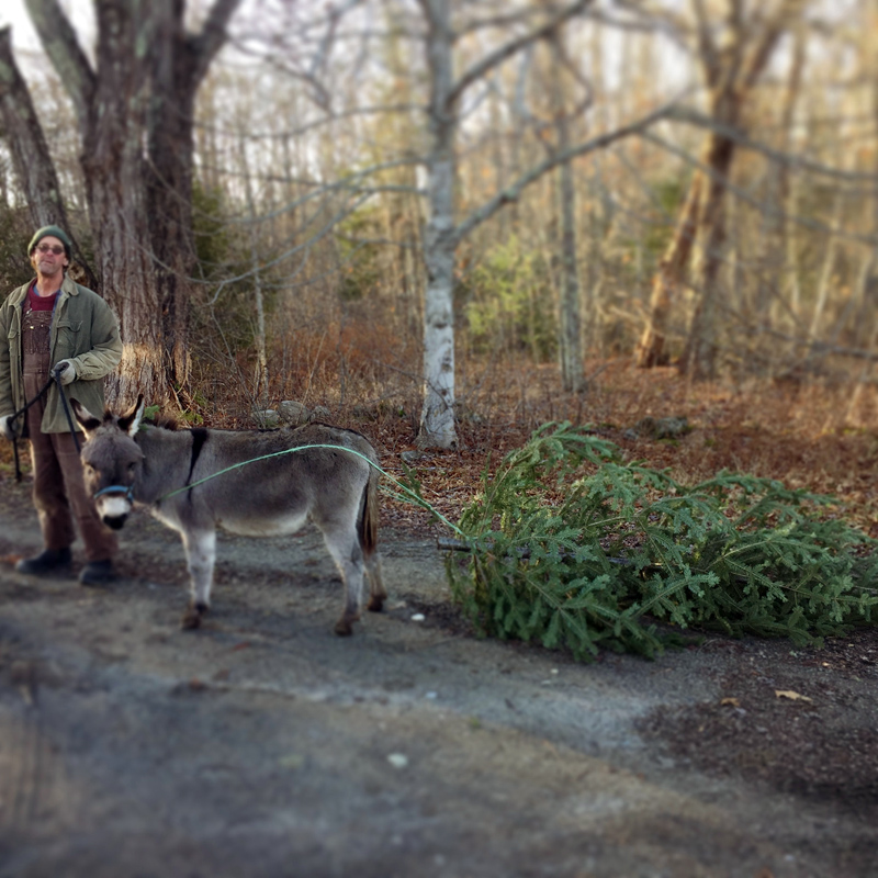 Pino and Mr. Dunn with the perfect imperfect tree.