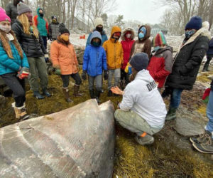 Bremen students learn about a basking shark from a scientist with the Maine Department of Marine Resources. (Photo courtesy Liz Mcgregor)