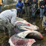 Basking Shark Washes Up on Bremen Shore