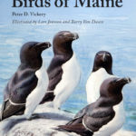 ‘Birds of Maine’ Zoom Event