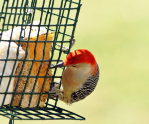 Red-bellied Woodpecker (Photo courtesy Don Reimer)