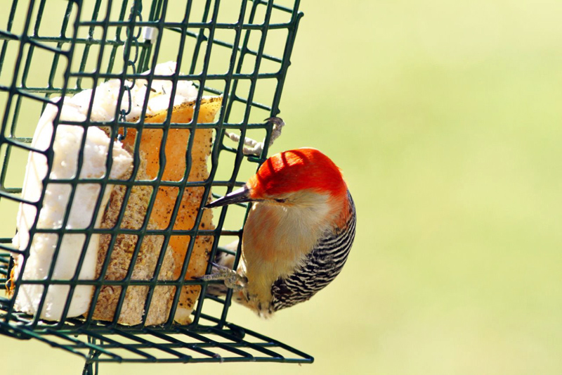 Red-bellied Woodpecker (Photo courtesy Don Reimer)