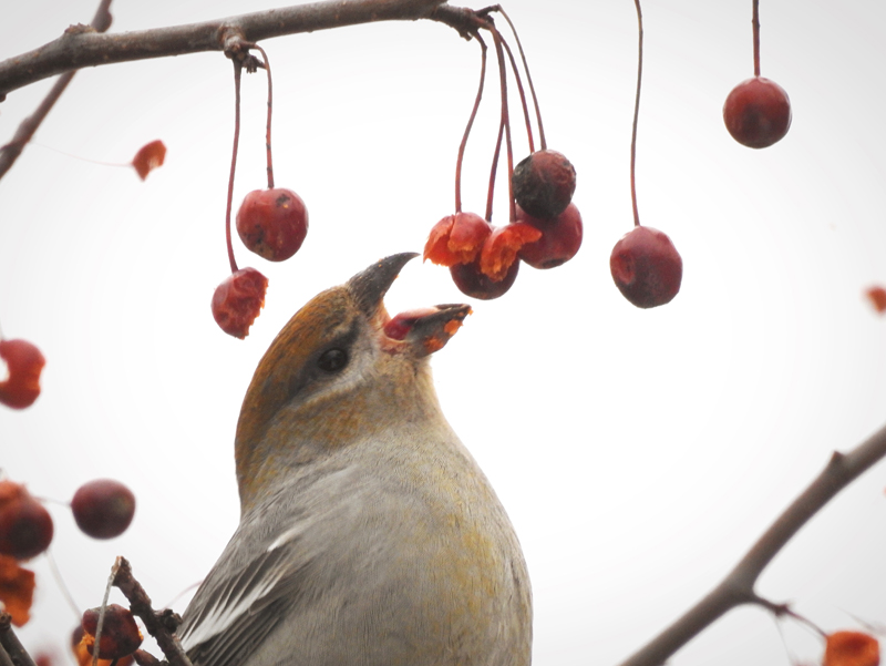 Cory Elowe won the January #LCNme365 photo contest with his photo of a pine grosbeak feasting on crabapples in Damariscotta. Elowe will receive a $50 gift certificate from Cupacity, of Damariscotta, the sponsor of the January contest.