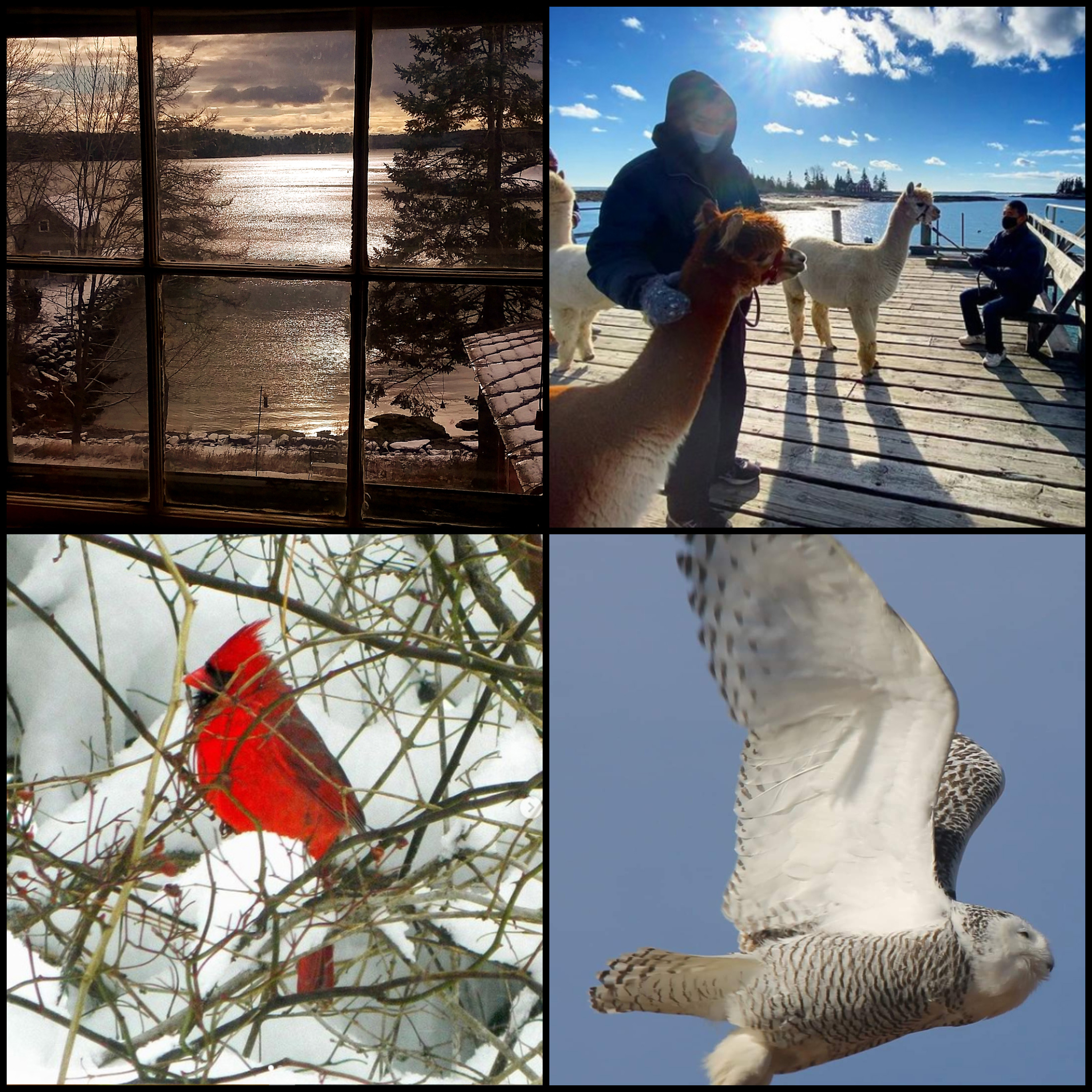 The four weekly winners of the February #LCNme365 photo contest. Voting for the monthly winner opened at noon, Wednesday, Feb. 17 and will close at 5 p.m., Monday, Feb. 22.