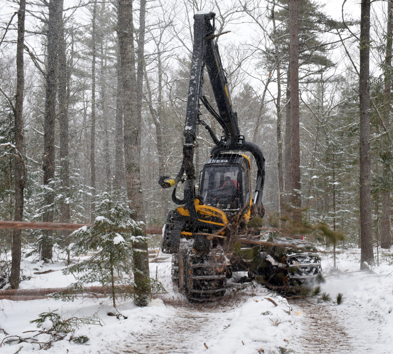 A processor harvests a tree at Dodge Point Public Reserved Land in Newcastle Tuesday, Feb. 10 as part of the ongoing timber harvest there. The parking lot and all trails on the east side of River Road will be closed for 3-6 weeks for the timber harvest. (Evan Houk photo)