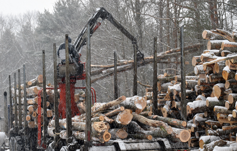 A machine loads harvested wood onto a truck at Dodge Point Public Reserved Land in Newcastle during a tour of the operation Tuesday, Feb. 10. The parking lot and all trails on the east side of River Road will be closed for 3-6 weeks to complete the harvest. (Evan Houk photo)