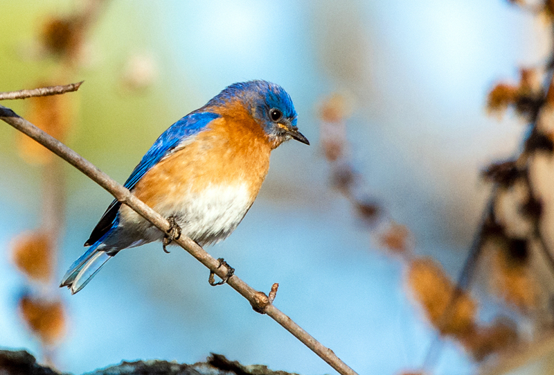 An eastern bluebird. (Photo courtesy Walt Barrows)